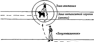 Зона внимания