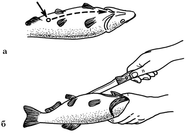 Как разделать навагу. Разделка рыбы. Способы разделки рыбы. Раздельщик рыбы.