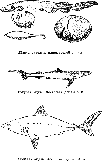 Как размножаются акулы. Стадии развития акулы. Цикл развития акулы. Размножение акул. Живорождение у рыб.