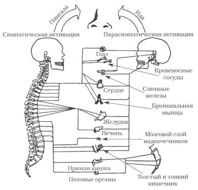 Усиливает вентиляцию легких симпатическая или. Симпатическая и парасимпатическая система и чакры. Симпатическая активация.