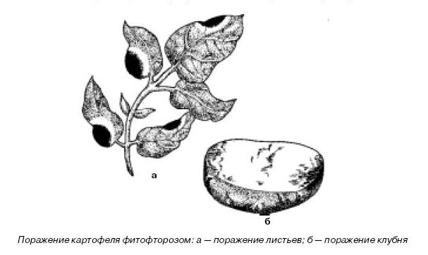 Фитофтора гриб рисунок