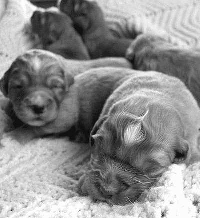 Родился слепой щенок. Новорожденные щенки гриффона. Щенки рождаются слепыми. Новорожденные щенки веймаранера.