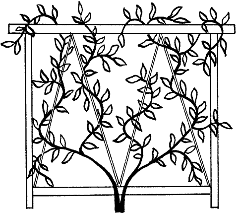 Вьются схема. Жимолость каприфоль на шпалере. Шпалера для цветов чертежи. Эскиз с вьющимися растениями. Вертикальное Озеленение эскиз.