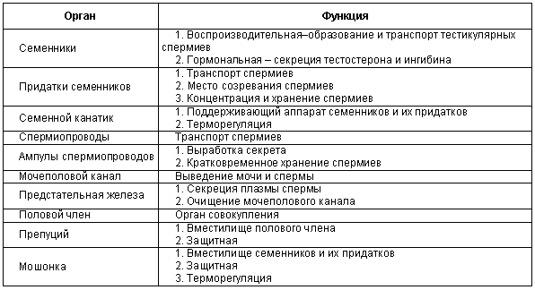 Обозначьте на предложенной диаграмме органы репродуктивной системы мужчины