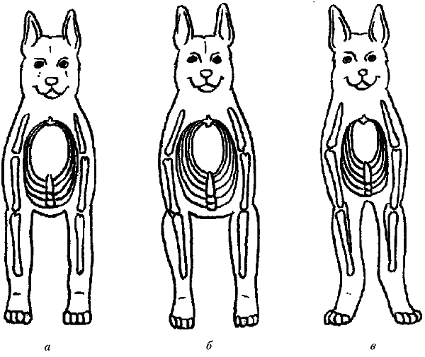 Задние ноги немецкой овчарки. Размет передних лап у немецкой овчарки. Грудная клетка у немецкой овчарки. Правильная постановка задних лап у немецкой овчарки. Рахит у немецкой овчарки.