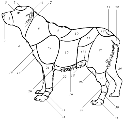 Части тела собаки схема