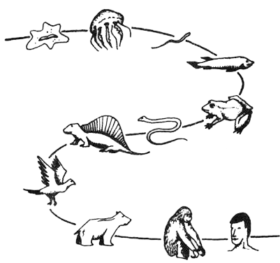 Развитие организмов от простого к сложному. Рисунки на тему Эволюция. Эволюция живых организмов. Эволюция от простейших до человека. Эволюционная цепь.