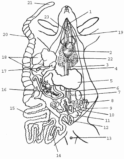 Внутреннее строение зайца. Анатомия млекопитающего кролика. Пищеварительная система кролика кролик. Строение пищеварительной системы кролика. Внутреннее строение кролика самки биология 7.