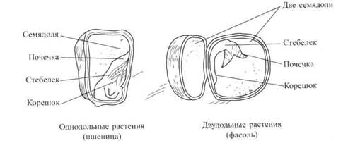 Семя гороха строение рисунок