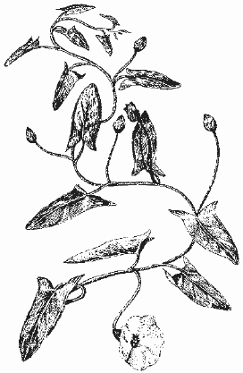 Ботанический рисунок вьюнок полевой