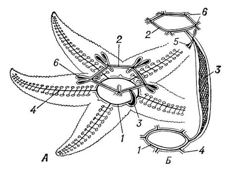 Схема строения амбулакральной системы иглокожих - 91 фото