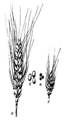 Растение хлебный злак рисунок 3 класс