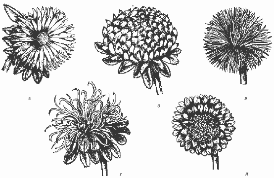 Строение астры рисунок
