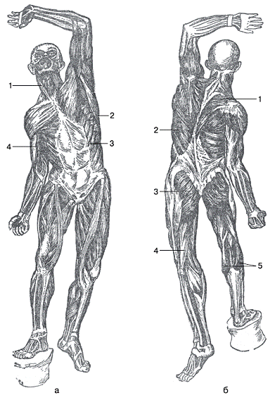 Мышцы тела спереди и сзади
