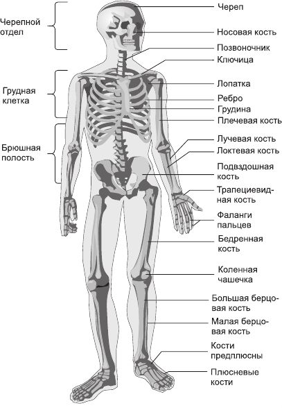 Три отдела кости. Скелет человека отделы скелета. Отделы скелета человека анатомия. Назовите отделы и основные кости скелета. Строение скелета человека по отделам.