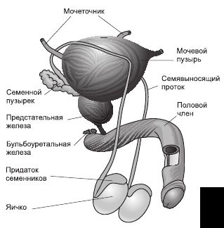 Мужской половой орган рисунок