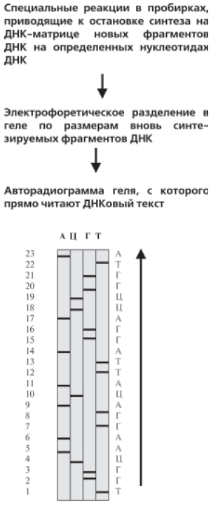 Метод разделения фрагментов днк. Последовательность получения фрагментов ДНК С помощью рестриктаз. Электрофоретическое Разделение фрагментов ДНК. Геном человека книга. Разделение фрагментов ДНК электрофорезом рисунок.