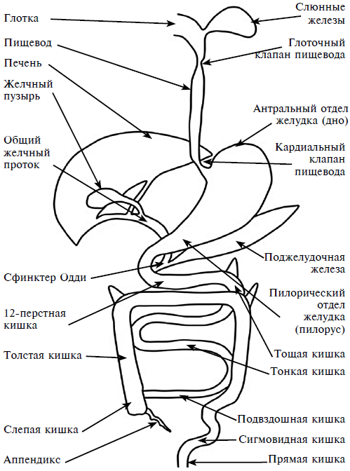 Клапан пищевода и желудка не закрывается