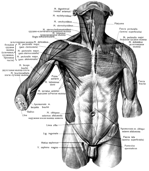 Мышцы плечевого пояса анатомия атлас