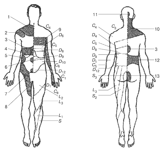 Захарьины геды. Проекционные зоны Захарьина-Геда схема. Рефлекторные зоны Захарьина-Геда схема. Зоны гиперчувствительности Захарьина-Геда. Зоны Захарьина-Геда схема и описание на лице.