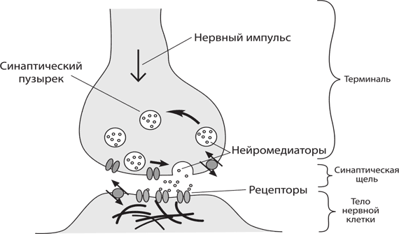 Как синапс влияет на конечный результат работы. Механизм синаптической передачи нервного импульса через синапс. Схема передачи импульса через синапс. Схема передачи нервного импульса в синапсе. Передача импульсов в синапсе схема.