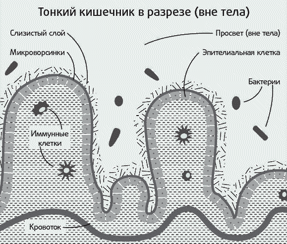 Синдром дырявого кишечника симптомы и лечение. Синдром проницаемости кишечника. Синдром повышенной кишечной проницаемости. Синдром повышенной проницаемости кишечника. Синдром повышенной кишечной проницаемости причины.