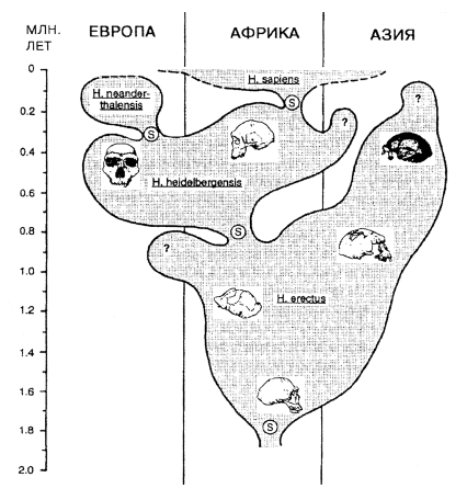 Схема полифилии вейденрейха