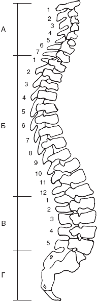 Рассмотрите рисунок с изображением позвоночника человека