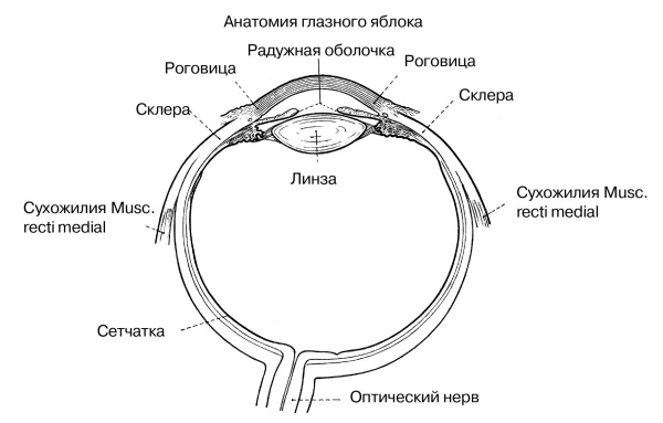 Оболочки глазного яблока схема