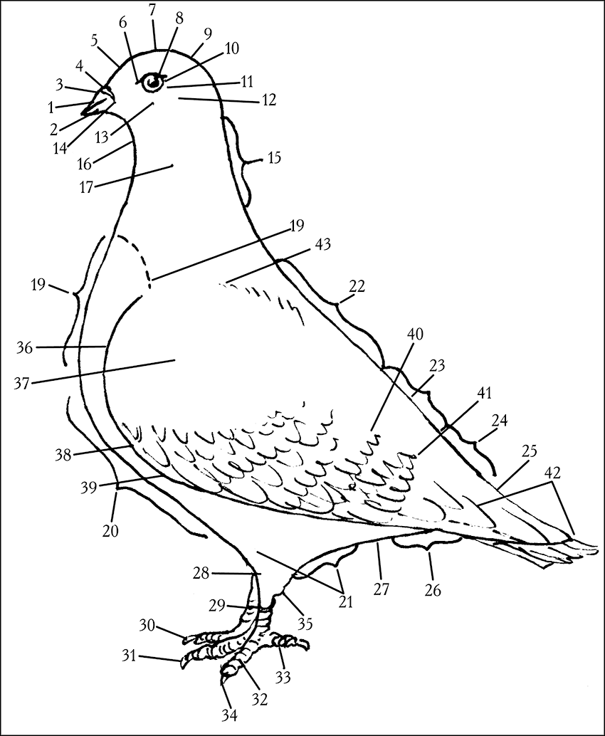 Схема голуба. Строение голубя. Строение крыла голубя. Крыло голубя строение. Строение ноги голубя.